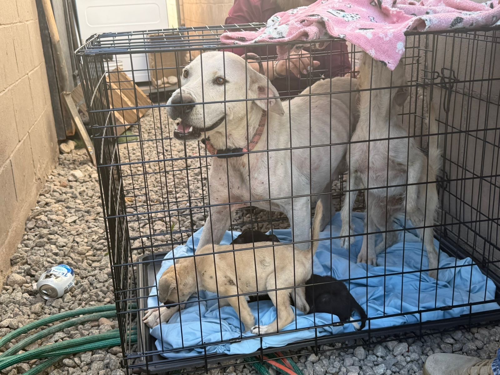 3a3a4ed1-f783-4d2b-a7db-60a5012d95ba